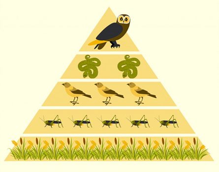 biomass pyramid