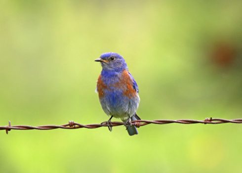 bluebird a ss