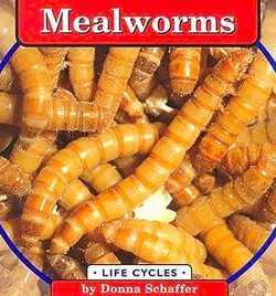 Life cycles and development come to life with mealworms.
