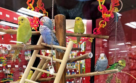 Even if you have multiple birds that interact together, having a large cage filled with different foods, chews, and an assortment of interactive toys is a good idea. This not only gives the birds something to do, it can reduce stress-related illnesses.
