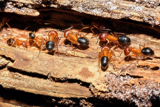 carpenter ants ss