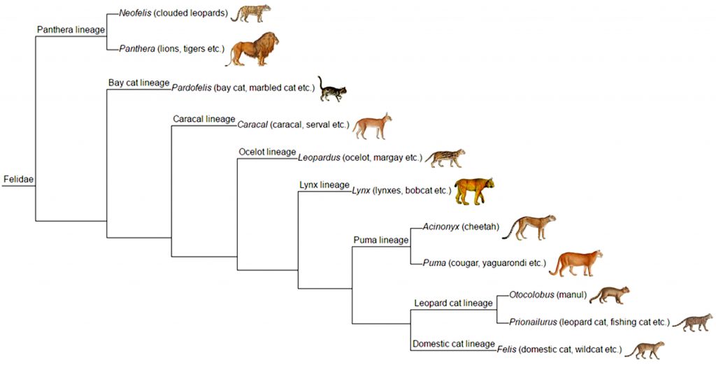 cat lineage