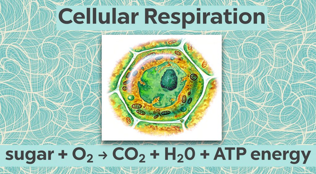 Cells convert sugar energy into a molecular form they can use to carry out a variety of functions.