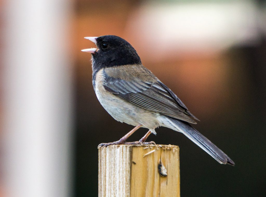 Chickadees consistently sing a "dee" five to seven times in response to a potential predator