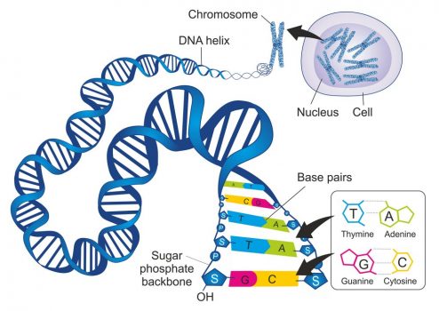 chrom DNA