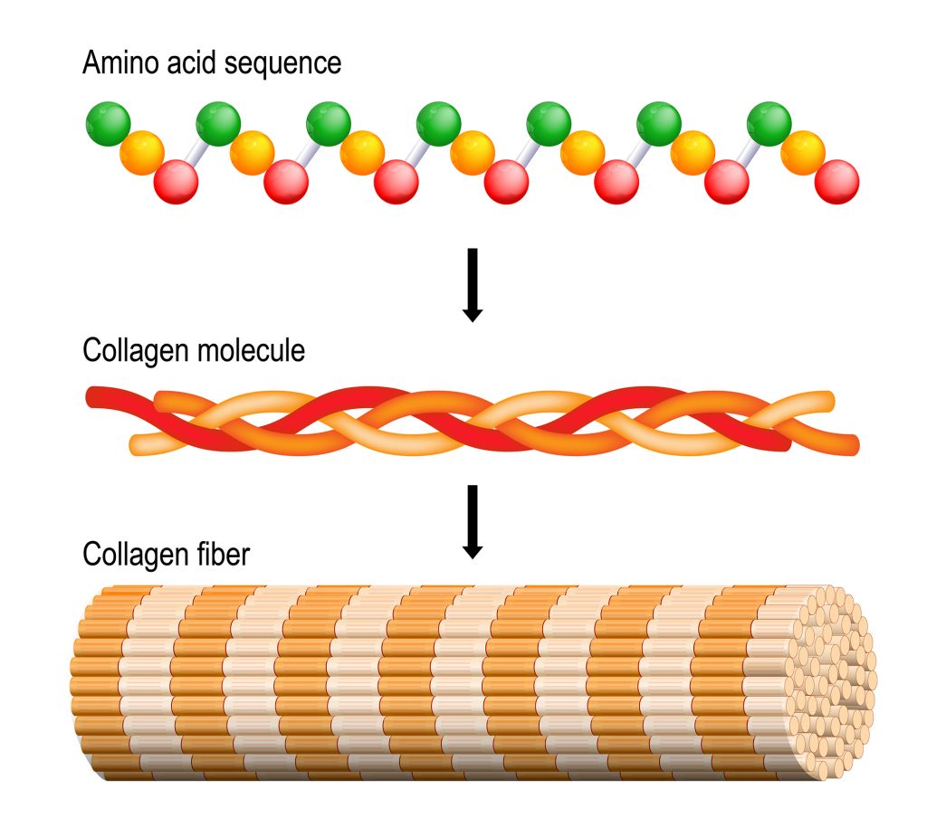 Collagen is coiled and bundled to produce tissue strength and flexibility in vertebrates, especially mammals.