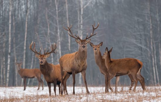 deer family ss