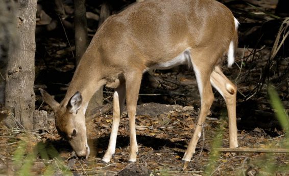 Most deer species have long, powerful legs, large ears, and a small tail.