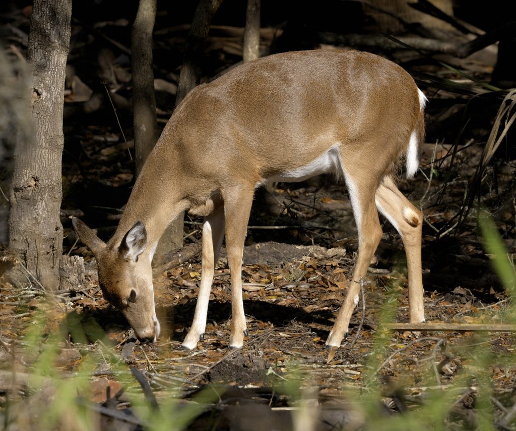 Most deer species have long, powerful legs, large ears, and a small tail.