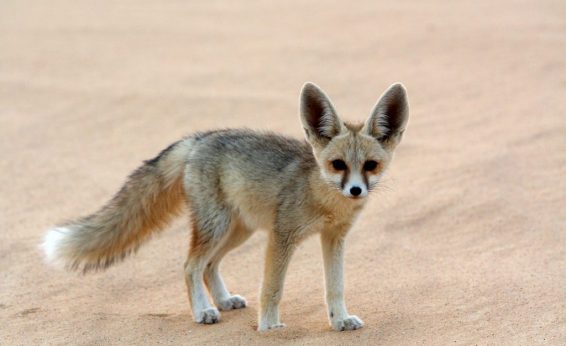 Species in hot environments may have structure to dissipate heat.  The ears of this desert fox have blood vessels that lose heat, reducing internal temperature.