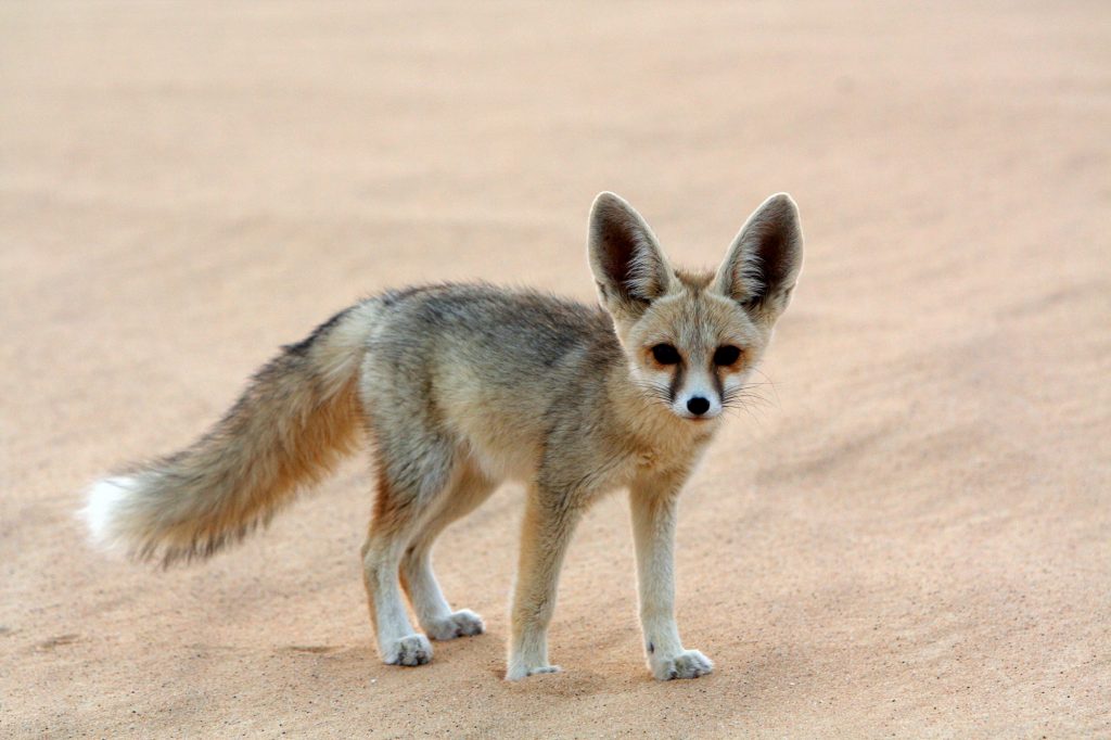 Species in hot environments may have structure to dissipate heat.  The ears of this desert fox have blood vessels that lose heat, reducing internal temperature.