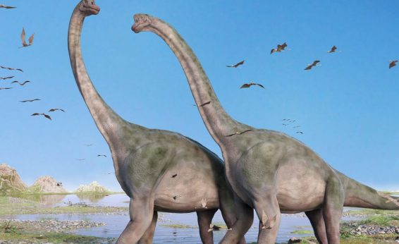 Herbivorous dinosaurs with a lizard-shaped pelvis. Many were massive, including Brachiosaurus.