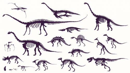 dinosaur size 1