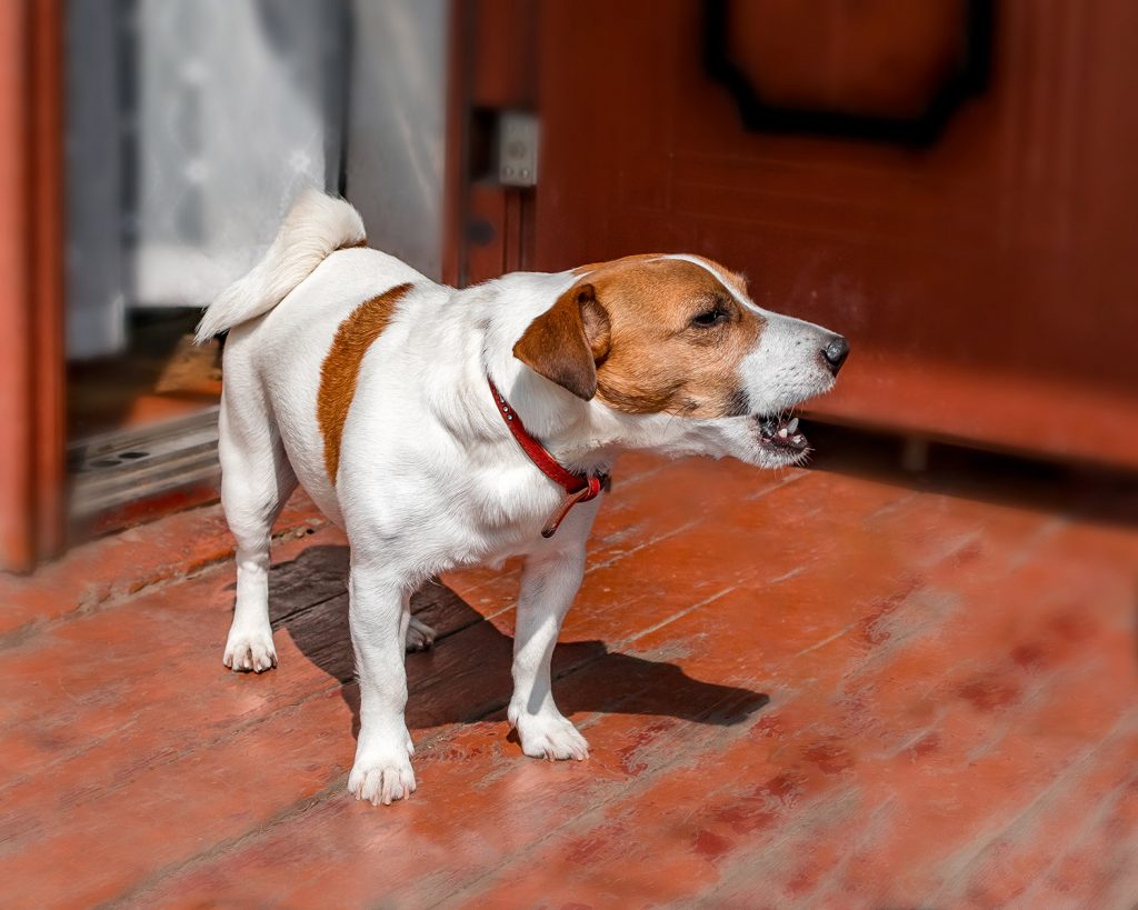 Dog barks at visitors