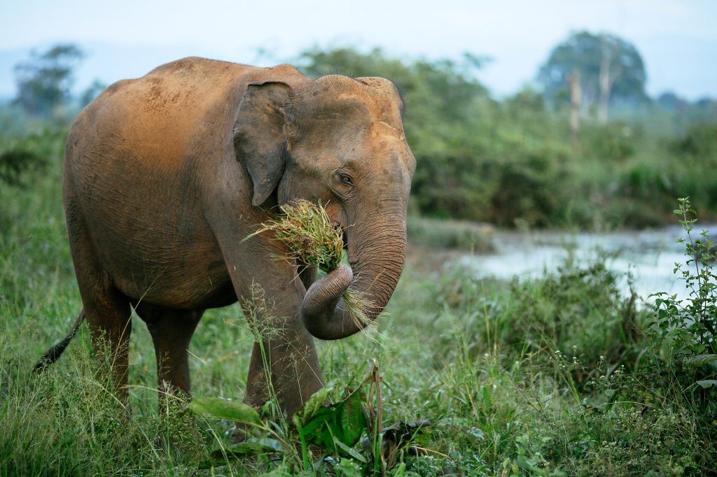 Large animals have a smaller exposed surface area relative to body mass.  This means less relative heat loss, lower metabolism, and a lower food requirement relative to size.  An elephant's metabolic rate per gram of tissue, is approximately a tenth of a mouse's metabolic rate.