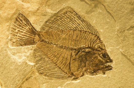 fish fossil b