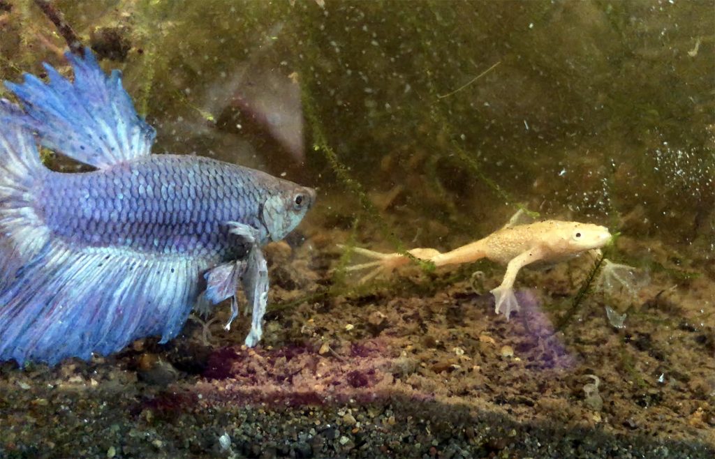 Our albino aquatic frog spends a lot of time with a male Betta fish. We don't have an explanation, but it is an interesting relationship.