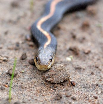 garter snake close