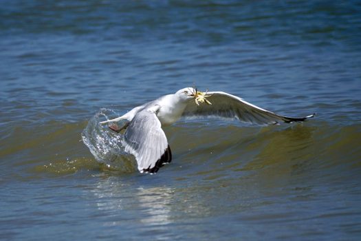 gull prey pb