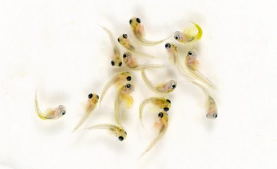 Many animal species have limited parental care. Guppies give live birth, and parents may eat their own fry if hey do not swim away fast enough.