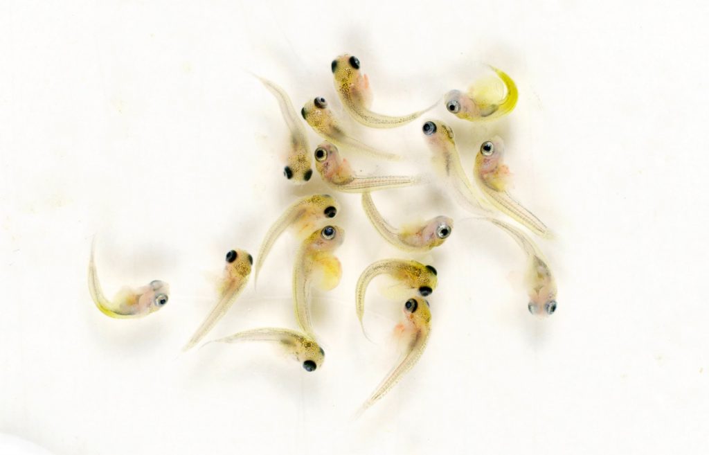 Many animal species have limited parental care. Guppies give live birth, and parents may eat their own fry if hey do not swim away fast enough.