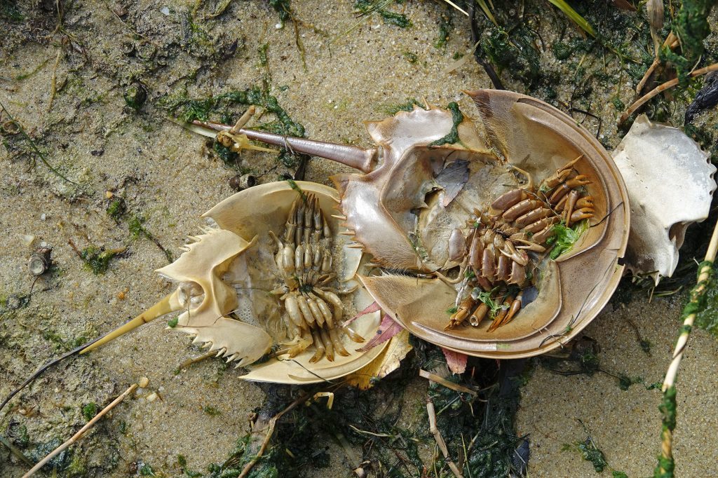 Organisms molt (shed) their exoskeleton to grow in size.  With each molt, the exoskeleton thickens.  This thickness limits the number of molts and overall size.