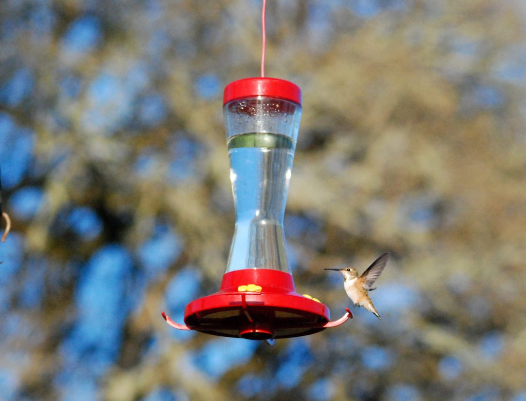 hummingbird feeder small