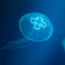 jellyfish ss