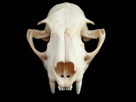lynx skull head on