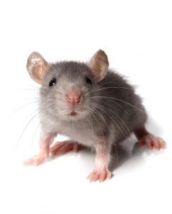 Mice are small, eat inexpensive foods, mature quickly, and produce large numbers of offspring.
