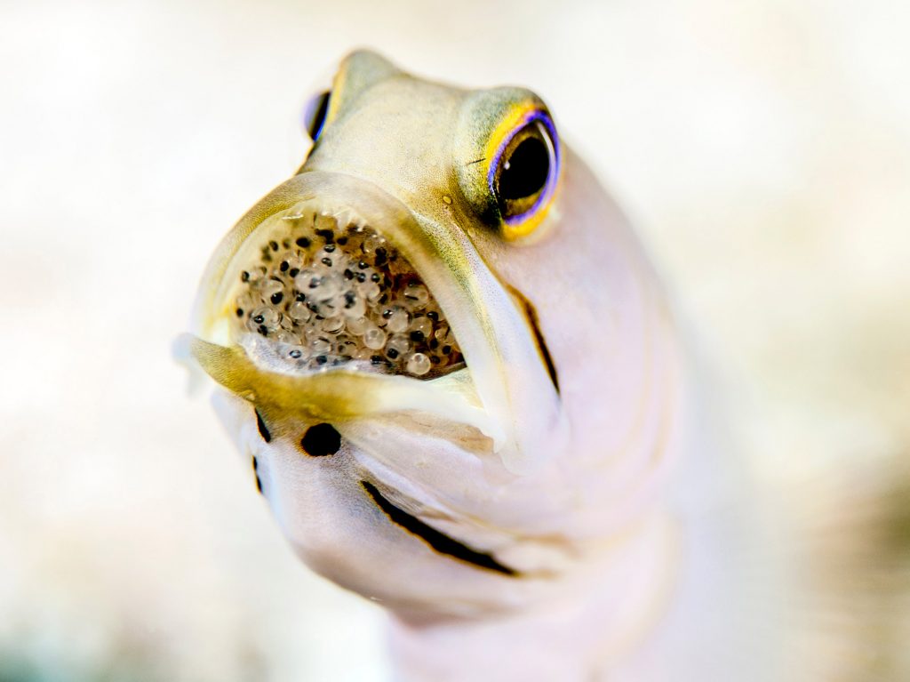 By contrast, some species of mouth-brooding cichlids incubate fertilized eggs in their mouths for protection. Parents do not feed at this time, and can starve, but a large number of their offspring survive.