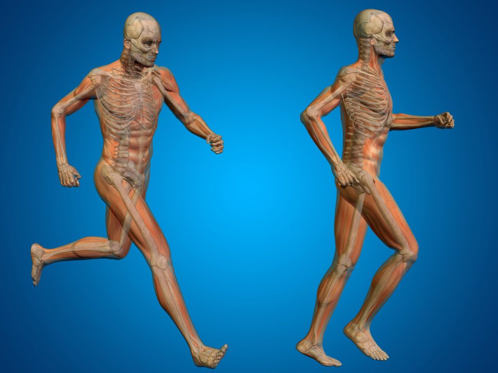 Organisms with an internal skeleton have to have enough skeleton to support the muscles and organs needed for movement.  The larger the organism, the heavier the skeleton needed to move.