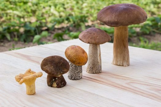 mushrooms ss