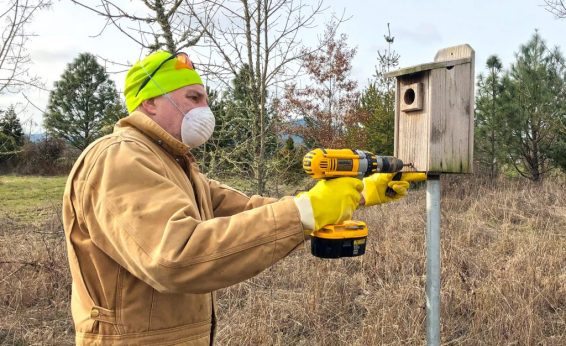 To support western bluebird populations, it will take many years and potentially generations of birders setting up, cleaning, and repairing nest boxes, year after year.