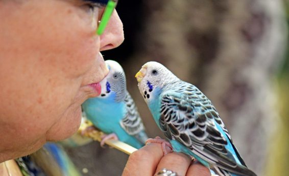 If you have pet birds or well-trafficked bird feeders, you know that its not just feathers you get in return. Birds can form strong social bonds with humans and some species lave long life spans and can learn from their many adventures.
