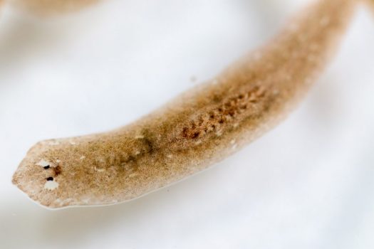 planaria