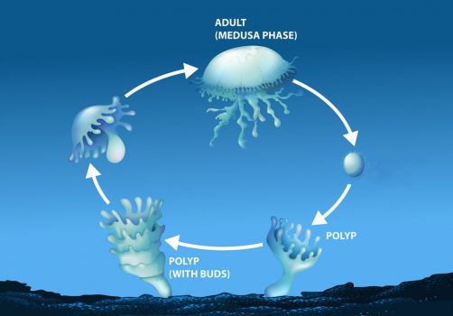 polyp medusa