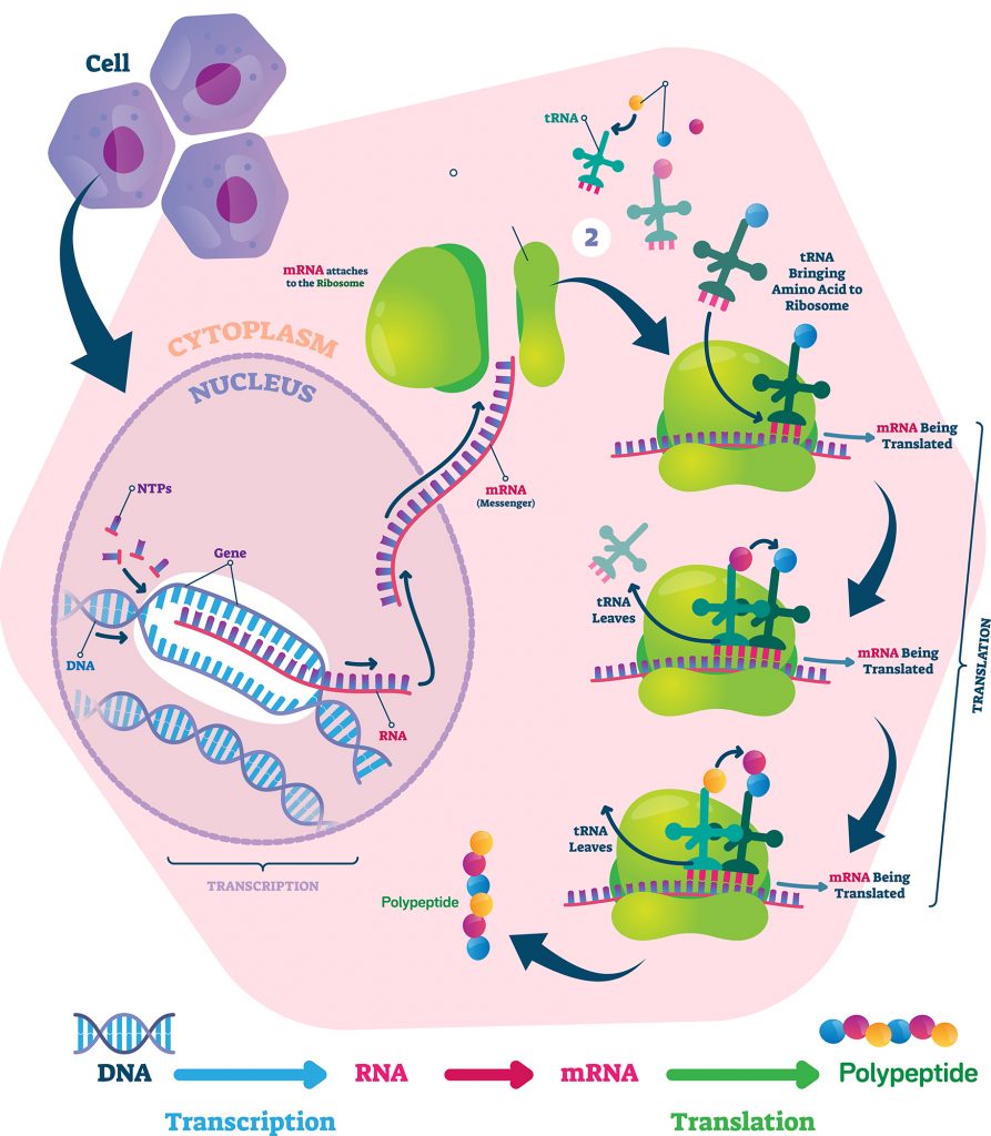 8a1 Genes & Proteins