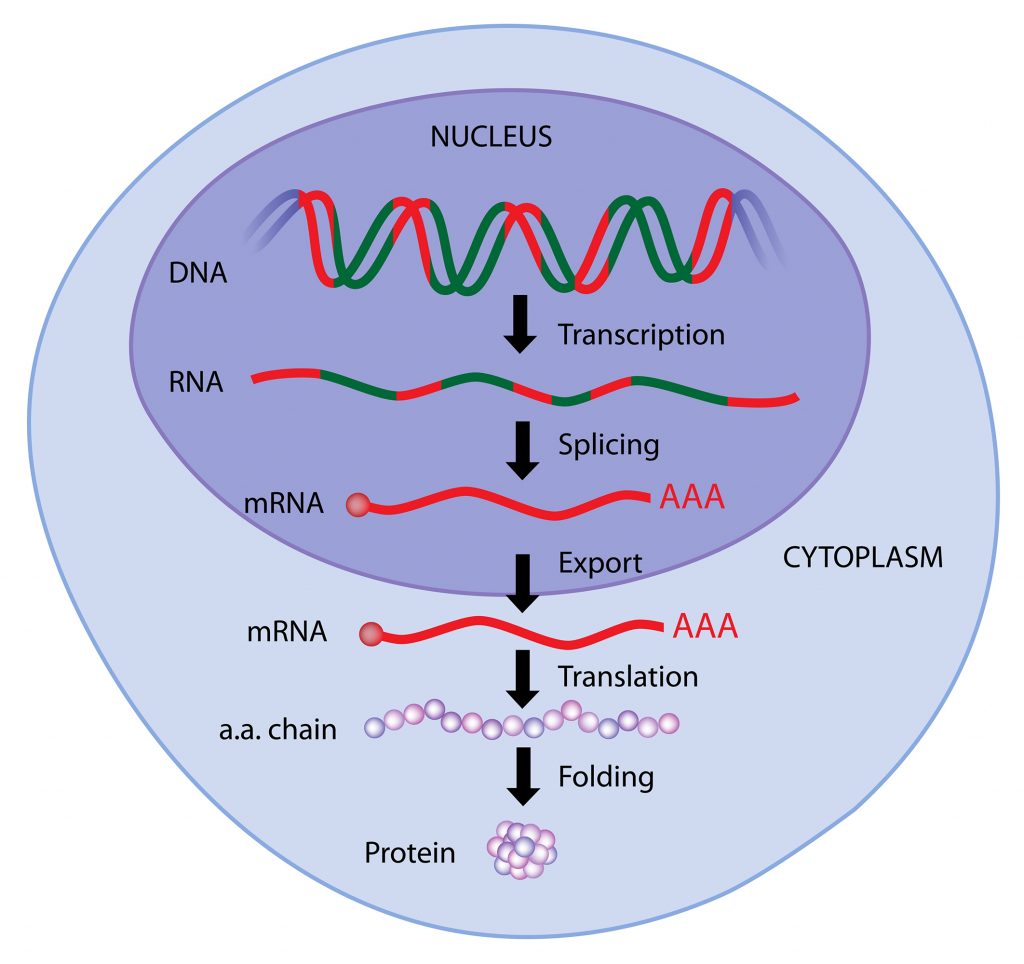 19-4-protein-synthesis-and-the-genetic-code-the-basics-of-general