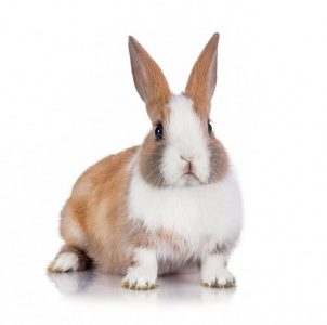 Used in part due to their large size, rabbits are docile and can be used in experiments that require restraint.