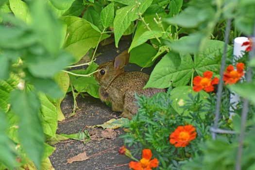 rabbit garden 1
