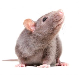 Rats have a larger size and different behaviors than mice, which are advantages for some studies, but a disadvantage for housing.