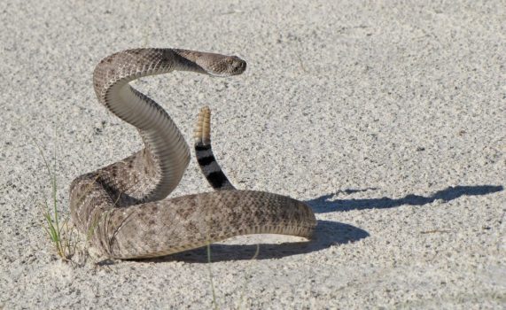 rattlesnake pb