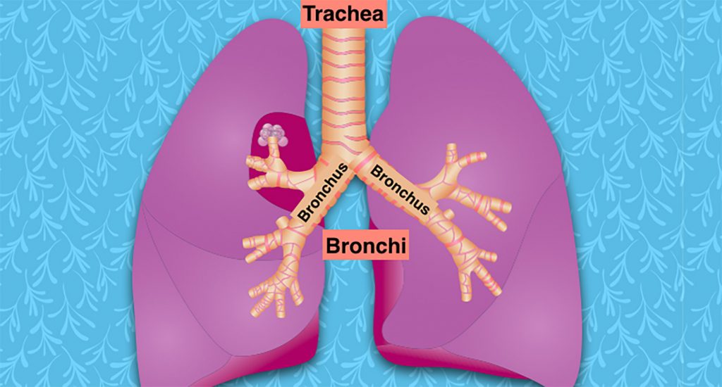 The way an organism gets the oxygen needed for respiration and uses or eliminates carbon dioxide.