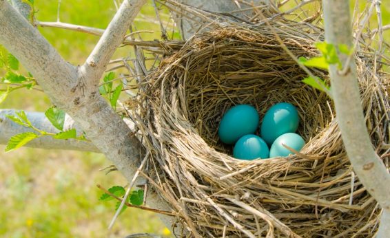 Nest building is time and resource expensive, but increases the probability of individual egg survival, and often correlates with a smaller number of large eggs.