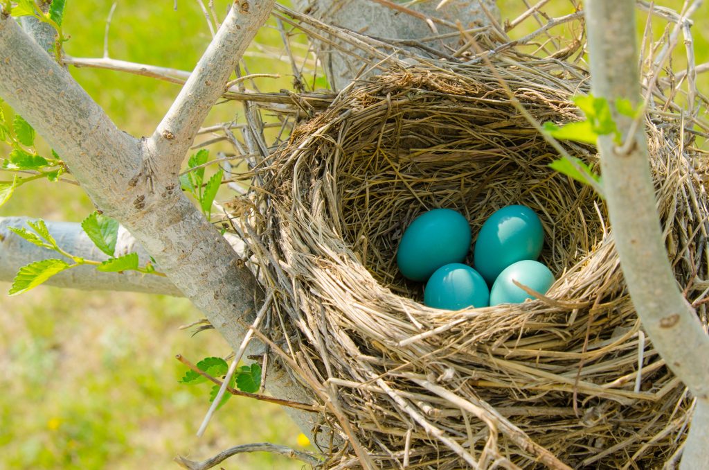 Nest building is time and resource expensive, but increases the probability of individual egg survival, and often correlates with a smaller number of large eggs.