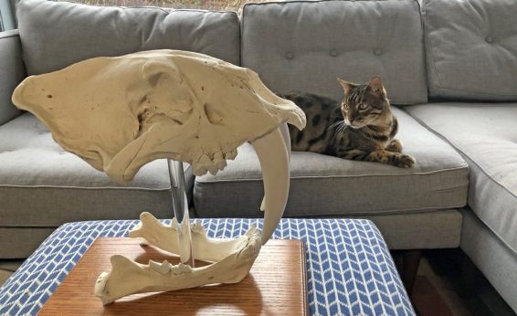 Domestic cats and extinct Saber Tooth Cats likely share more than structural similarities; hunting behaviors also may have similarities.
