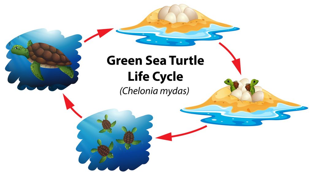 seaturtle gene sequence s