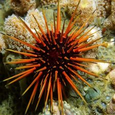sea urchin ss