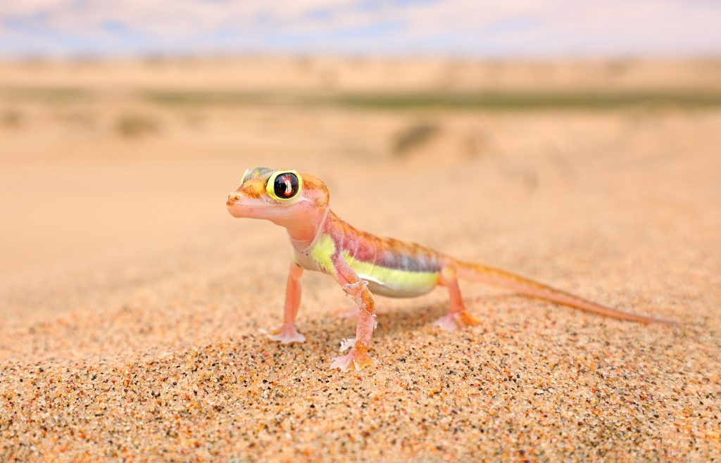 Terrestrial species often have structures that are adapted to cope with gravity, including strong skeletons and musculature.